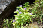 Bottle gentian